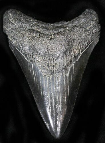 Black, Lower Megalodon Tooth #22578